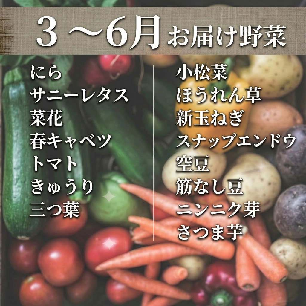 こだわりの新鮮野菜セット 8~11品目 | 野菜セット 新鮮 野菜 人気 季節の野菜 おすすめ 高知県 南国市