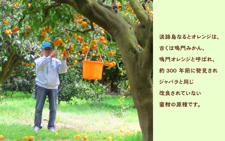 【先行予約】 【数量限定】 淡路島なるとオレンジ 10kg 若宮ミカン農園【2025年4月より順次発送】 / みかん オレンジ フルーツ ミカン 果物 果実 青果 兵庫県 淡路島 洲本市産 農園 農家