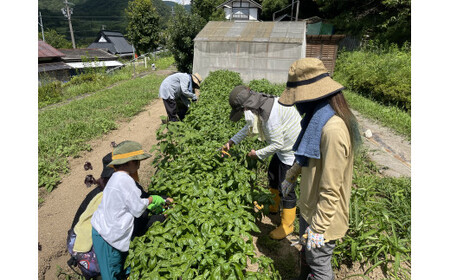 農業体験 (1名様) 無農薬野菜のプロフェッショナルと一緒に、楽しく充実のひと時を共に過ごしましょう！ 体験 農業体験 畑 仕事 農業 親子 体験 野菜 京都 綾部 体験 農業体験 畑 仕事 農業 親