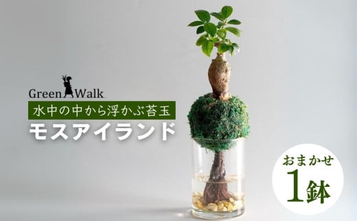 ハイドロカルチャー 観葉植物 モスアイランド 鉢植え 土無し インテリア 苔玉