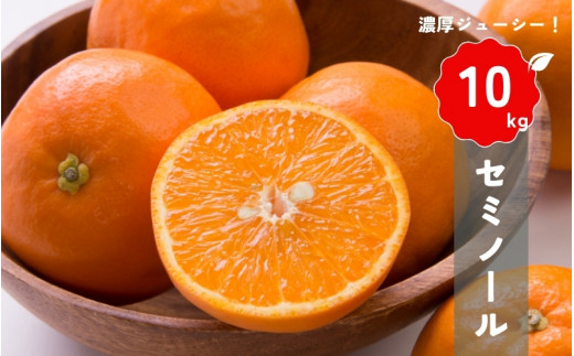 【先行予約】橋本農園の セミノール 10kg 【2026年3月中旬から4月中旬に順次発送】 / セミノール 柑橘 フルーツ 果物 くだもの 先行予約