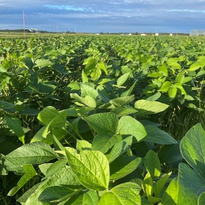 【1259】乾燥小粒青大豆【品種：黒神】