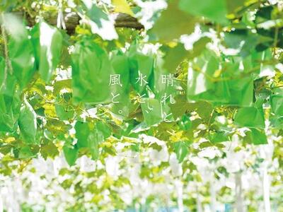 訳あり 悟紅玉  旧ゴルビー 2～3房 合計1.2kg以上 産地直送 朝採れ ぶどう 葡萄 岡山 Kawahara Green Farm　岡山県産 2025