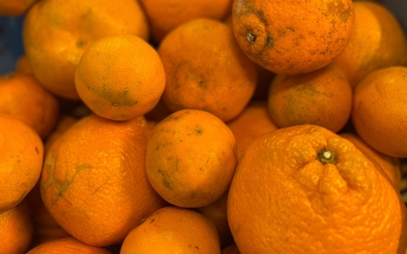 【来シーズン先行予約】家庭用 はるみみかん 約10kg ※2026年2月上旬～順次発送農家直送 / くだもの  果実  柑橘 果物 フルーツ 国産 和歌山県 由良町 ご家庭用 人気 おすすめ 【nkt