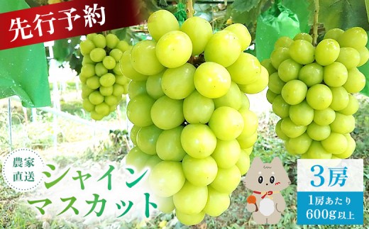 
                  【先行予約】《2026年9月下旬～11月下旬出荷》 宮城県丸森町産 シャインマスカット　3房(1房 600g以上)|宮城県 宮城 丸森町 丸森 シャインマスカット ぶどう ブドウ 葡萄 600g以上 3房 フルーツ 期間限定  産地直送  ふるさと納税【48006】
                