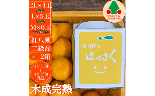 
                  [2箱セット] ちょっと 傷あり 木成完熟 紅はっさく 2L ～ M ( 4玉 ～ 6玉 ) 手さげ箱 【2027年4月上旬～発送】
                