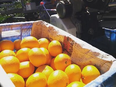 【先行予約】Saito Orange Farmの早生(わせ)みかん5kg ※離島への配送不可（2025年11月下旬頃より順次発送） IKTAQ020