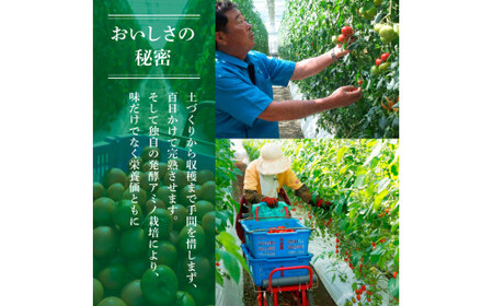 【先行予約】【フルーツトマト】訳あり 1kg【2027年1月上旬以降順次発送】[BQAG052] トマト