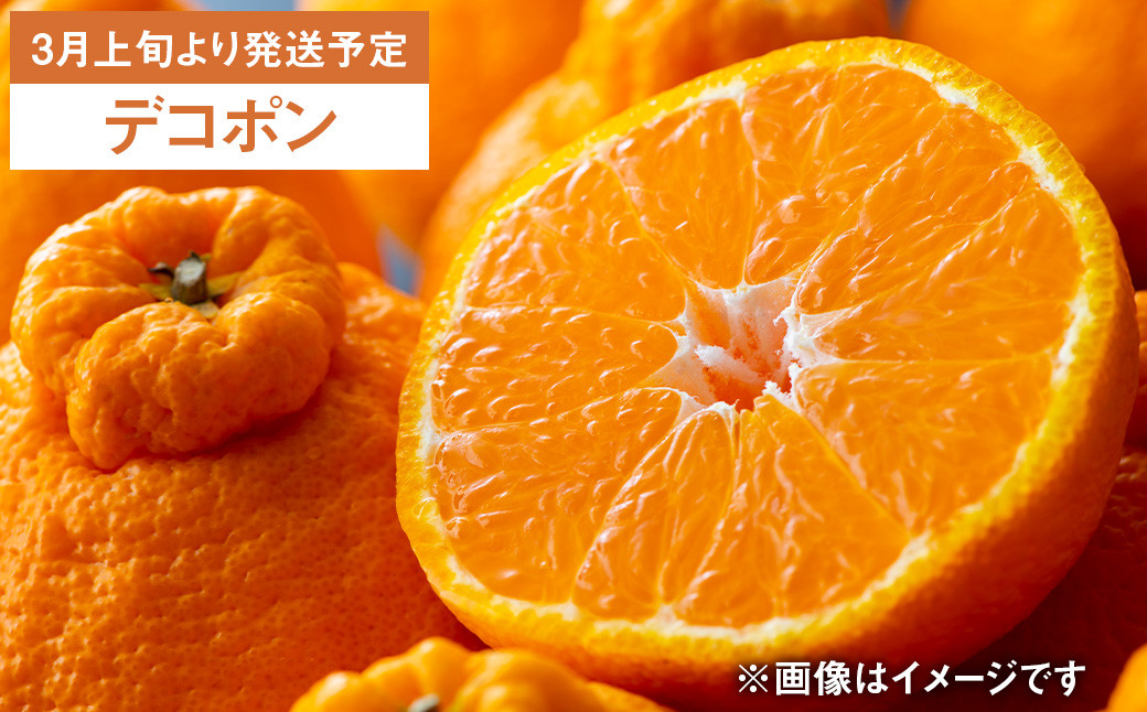 【年6回定期便】くまもとの柑橘定期便