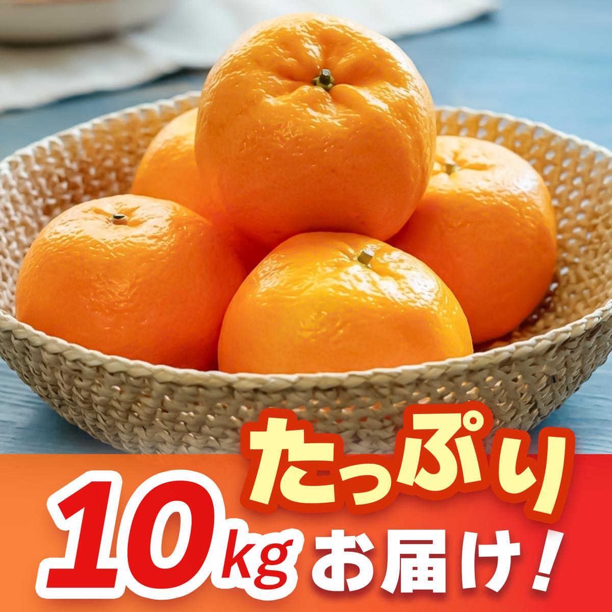 【2027年1月中旬より発送開始】ポンカン 10kg【みかん 柑橘 フルーツ デザート 貯蔵 高糖度】(H116147)