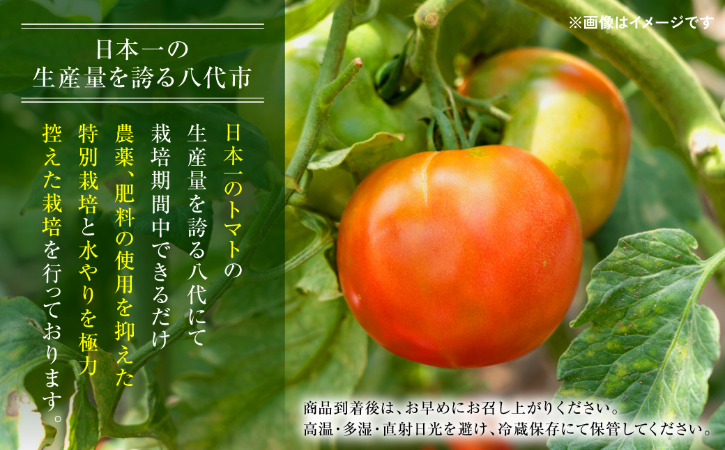 【先行予約】【訳あり】 八代市産 規格外トマト 約1.5kg 熊本県 八代市 特産品 規格外 トマト 野菜 やさい 新鮮 とまと 【2026年4月中旬より順次発送】