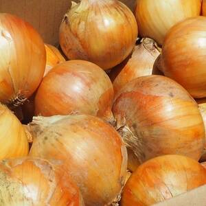 《約3.3kg》藤原農園の泉州たまねぎ　なにわの伝統野菜　サイズ混合【1635893】