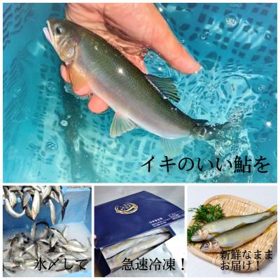ふるさと納税 長野県 臼田養魚場の信州あゆ(冷凍個包装)10尾 |  | 02