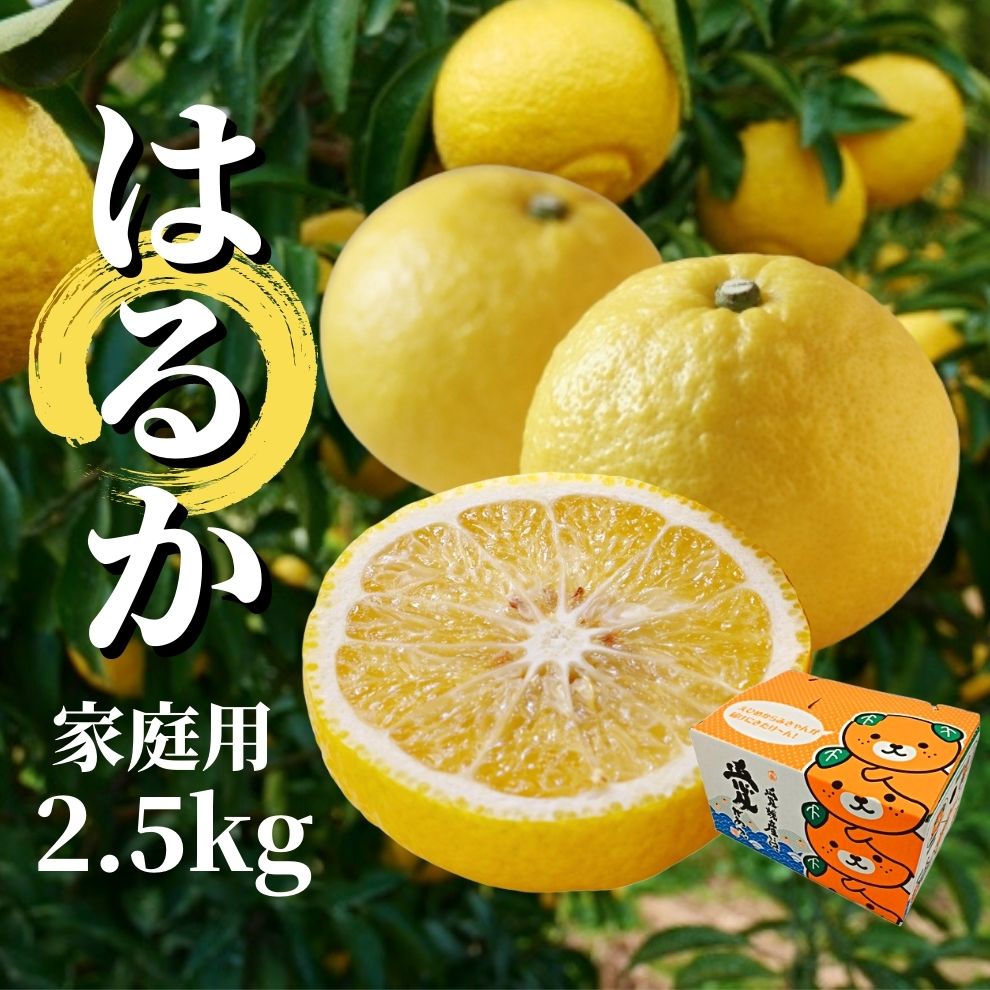 【ふるさと納税】【 はるか 】家庭用 約2.5kg ＜2026年2月から3月中旬頃発送＞ 愛媛 みかん 先行予約 蜜柑 柑橘 果物 くだもの フルーツ お取り寄せ グルメ 期間限定 数量限定 人気 おすすめ 愛媛県 松山市