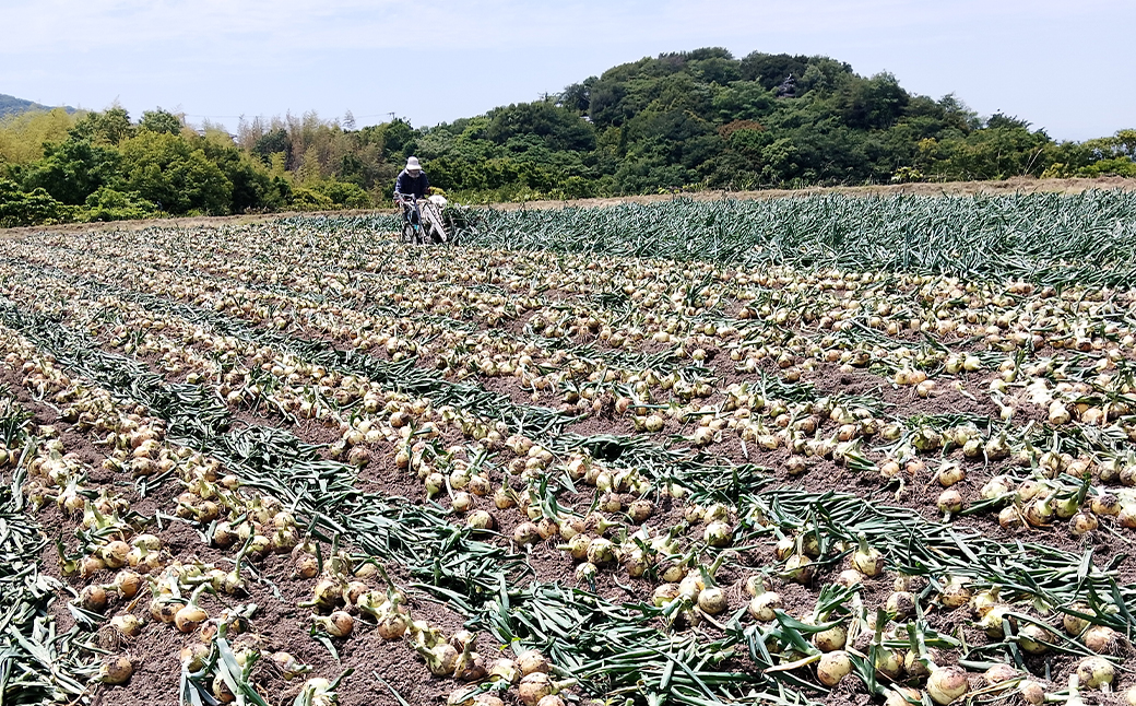 五斗長たまねぎ 5kg　　[玉ねぎ 玉葱 タマネギ 玉ねぎ 淡路島産 たまねぎ 玉ねぎ 玉ねぎ 玉ねぎ 玉ねぎ 玉ねぎ]