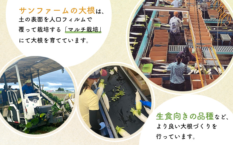 大根 10kg だいこん ダイコン オンライン 申請 ふるさと納税 北海道 留寿都 野菜 根菜 産地直送 新鮮 採れたて 大根おろし サラダ 切干大根 漬物 汁物 ビタミン 10キロ 留寿都村【240