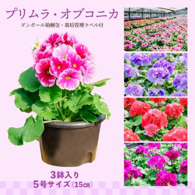 ふるさと納税 神埼市 【先行受付】鉢花 プリムラ・オブコニカ5号鉢×3鉢+ヒノヒカリ10kgセット(H069123) |  | 01