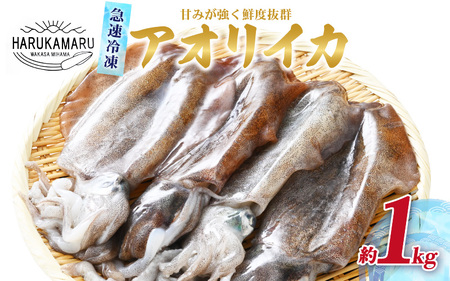 イカ お刺身で食べる 天然 アオリイカ 約1kg 活きたイカをご提供している漁師が活〆！急速冷凍 鮮度格別！若狭湾 福井 地物 海鮮 個別包装 真空パック 刺身 イカ丼 いか丼 焼きイカ 焼きいか 姿焼き 煮付け フライ 炒め物 [m36-b008]