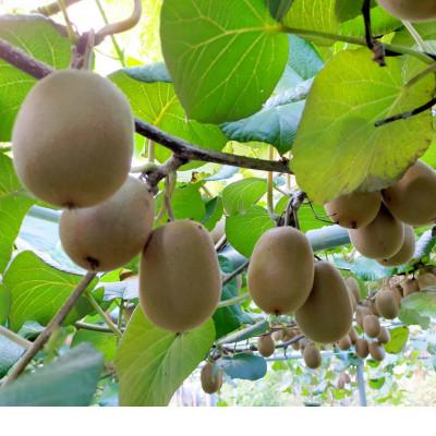 ふるさと納税 十和田市 青森県十和田市産　キウイフルーツ3種セット |  | 01