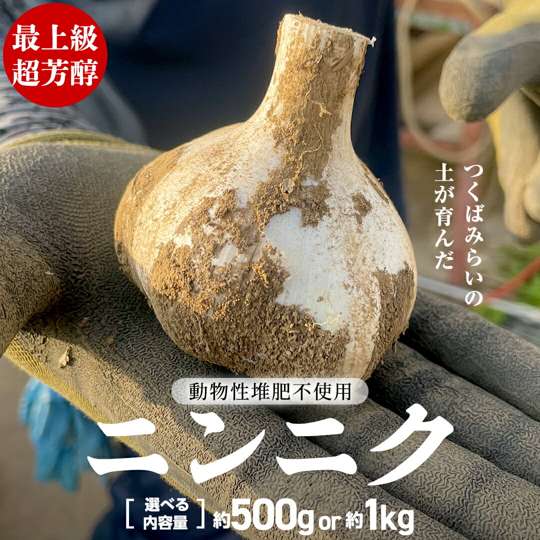 【ふるさと納税】【先行予約】＼選べる内容量／ 超芳醇 つくばみらいの土が育んだ 最上級ニンニク 約500g・約1kg（2026年6月より発送開始） つくばみらい市 ニンニク 新ニンニク 茨城県産 国産 無化学肥料 農薬不使用 化学肥料不使用