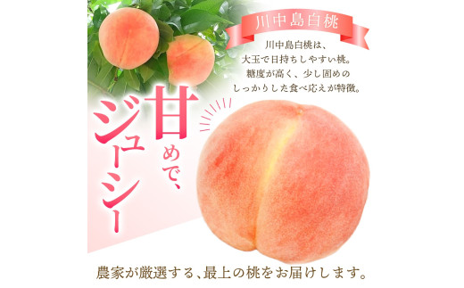 【予約受付】こだわり農家厳選 川中島白桃 和歌山産の桃 <大玉特秀品> 嬉しい食べきり容量 3玉 2025年8月初旬頃～2025年8月末頃に順次発送予定（お届け日指定不可）/ 桃 もも 川中島 白桃 