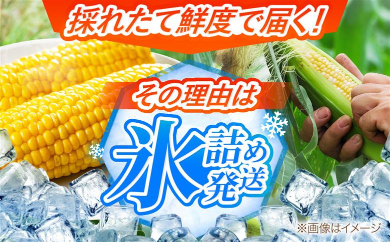 【2026年8月中旬以降順次発送】 氷詰めとうもろこし 恵味 10本 | とうもろこし 野菜 トウモロコシ コーン 北海道 季節の野菜 夏野菜 | ベジタブルワークス株式会社 [BPAD004]