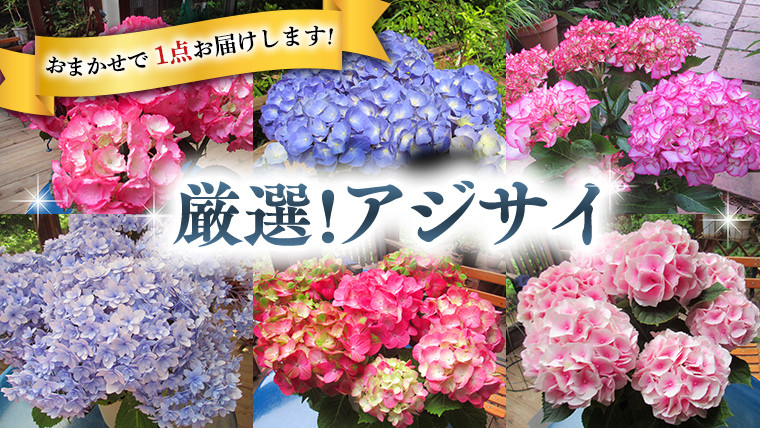 
            ≪先行予約≫アジサイ 【 おまかせ 1点 】【2025年4月上旬頃より発送開始】 植物 花 インテリア フラワー 紫陽花 お花 園芸 初夏 梅雨 ガーデニング
          