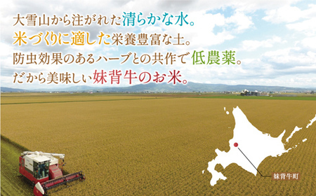2026年1月発送 令和7年産 ゆめぴりか 玄米 10kg 【北彩香】| 妹背牛産 北海道 米 道産 特A