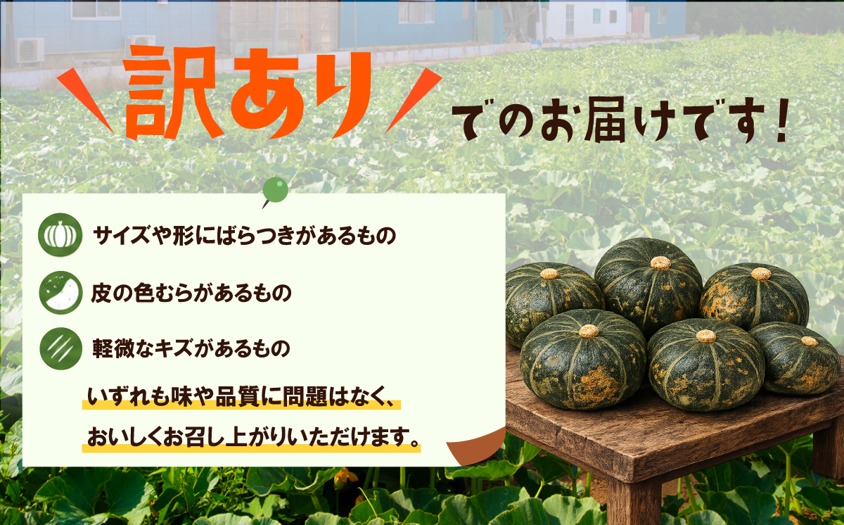 【訳あり】かぼちゃ くり大将 《容量が選べる！》訳あり 茨城県産 くり大将 約5kg (2玉から3玉) / 約10kg (5玉から6玉) 【茨城県 下妻市産 かぼちゃ カボチャ 南瓜 くり大将 くりた