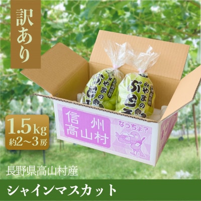 2026年10月上旬から発送予定!長野高山村産 訳あり シャインマスカット1.5kg【配送不可地域：離島】【1770508】