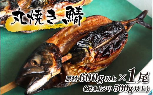 丸焼き鯖 原料600g以上(焼き上がり500g以上)×1本【配送不可地域：北海道・沖縄・離島】 小浜市 / 真魚源 [BFCJ004]