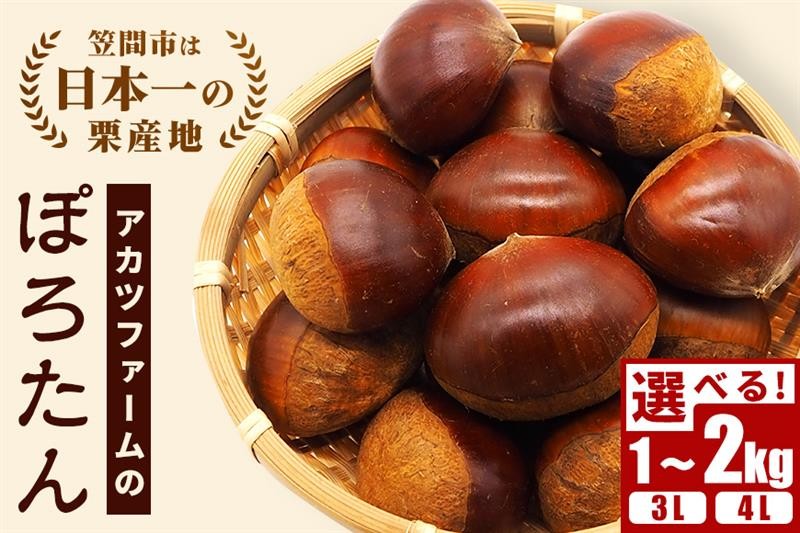 
            【2025年 秋 先行予約】生栗 ぽろたん 選べる サイズ(3L 4L) 内容量(1kg 2kg)  アカツファーム 笠間の栗 大粒 くり 和栗 栗ご飯 栗きんとん 期間限定 数量限定 旬の味覚 マロン 国産 笠間市
          