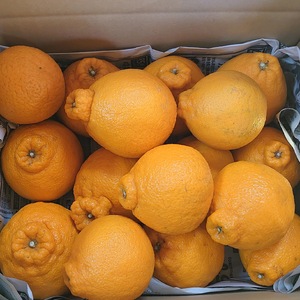 【2回定期便】先行予約 清水果樹園のフルーツ定期便 不知火 約4.5kg シャインマスカット 約1.2kg 計5.7kg 【2026年3月上旬・7月下旬～8月中旬発送予定】