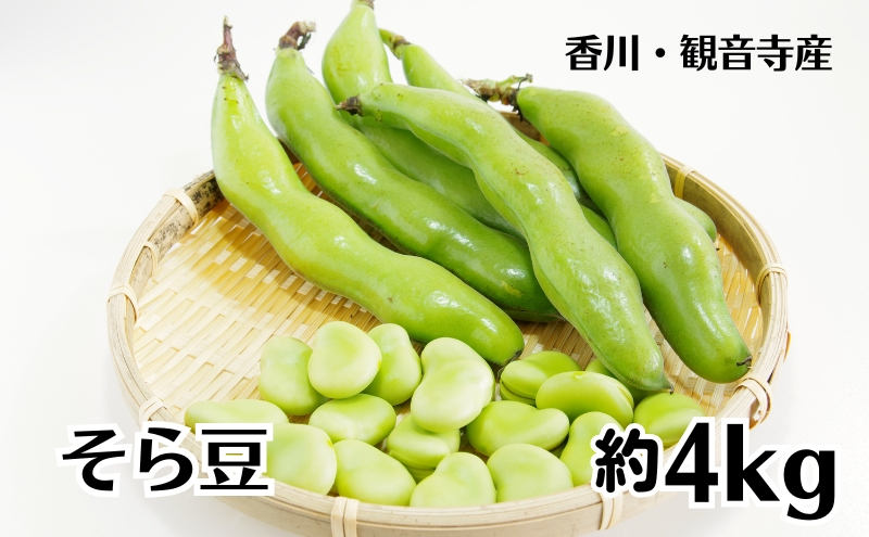 
            そら豆 約4kg 野菜 そらまめ　 
          