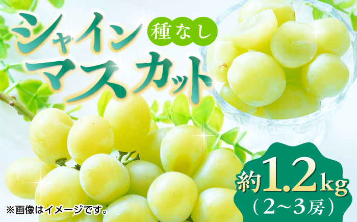 【先行予約】【数量限定】シャインマスカット 約1.2kg2～3房 ぶどう 種なし【合同会社 福福堂】 [ZCN006]