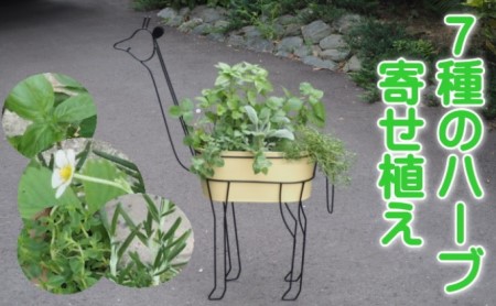 ハーブ 寄植え 7種 キリン型 アイアン鉢 植物 ハーブ