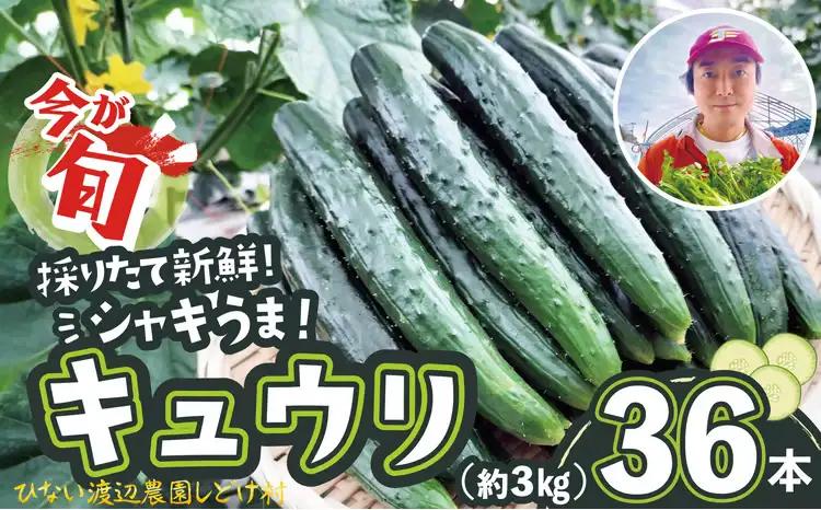 キュウリ 採りたてシャキ旨！36本　90P3211