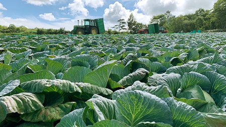 【7月中旬以降発送開始】 【 定期便 】 嬬恋キャベツ 嬬恋産 高原キャベツ 3玉1ケース 隔月2回 定期便 [AS012tu]