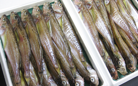 ハタハタ（大）干物 一夜干し 450g ×1箱 魚貝類  海鮮 干物 おつまみ 肴 ハタハタ 酒 myz02 myz11 myz17