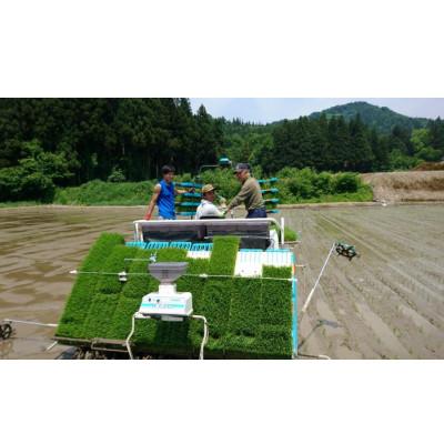 ふるさと納税 南魚沼市 【令和8年産 】南魚沼産コシヒカリ 10kg 井口農場こだわりの 特別栽培米 |  | 01