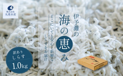 訳あり しらす 1kg 釜揚げ  |  冷凍 しらす ちりめんじゃこ しらす干し ごはんのお供 おつまみ 酒の肴 便利 簡単調理 おかず 惣菜 しらす丼 グルメ 食品 魚 魚介 海鮮 シラス 贈答 ギフト  愛媛県 松前町