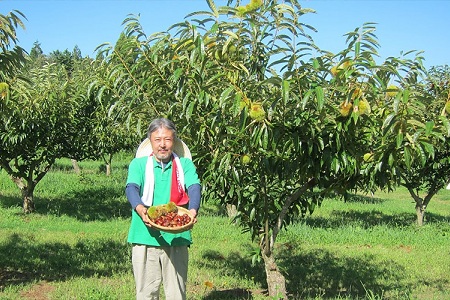 丹波栗 1kg 4L / 栗 チルド熟成