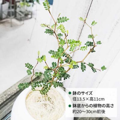 ふるさと納税 糸島市 ソフォラ糸島市/cocoha[AWB014]観葉植物グリーンインテリア室内 |  | 01