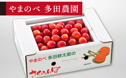《先行予約》2027年 山形県産 佐藤錦 バラ詰め(パック）500g やまのべ多田耕太郎のさくらんぼ サクランボ F20A-038