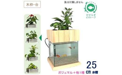 せせらぎビオトープ　25cm型基本+木枠台セット（ガジュマル＋他1種）