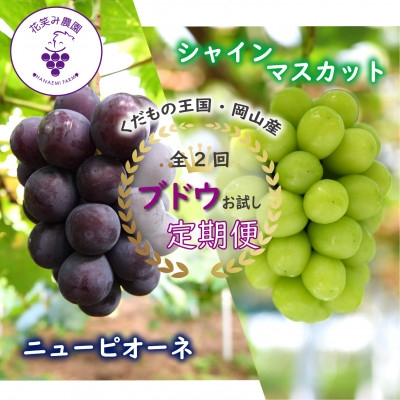 
                  【発送月固定定期便】岡山　花笑み農園のピオーネ&シャインお試し便(各1房・500g以上)全2回【4082285】
                