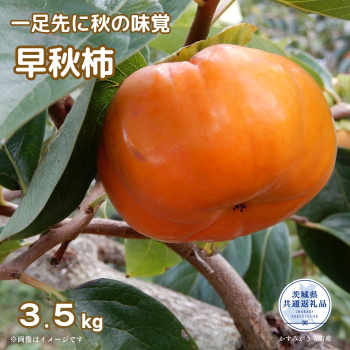 【ふるさと納税】【2025年先行予約】 ＼大玉秀品／有機肥料栽培された幻の高級柿「早秋柿」3.5kg（10～12玉）朝どり産地直送（茨城県共通返礼品・かすみがうら市）