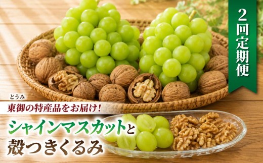 
                  【2回定期便】とうみの名産定期便（シャインマスカット2房／殻つきくるみ約1.4kg）｜【JA信州うえだ】ぶどう 葡萄 大粒 果物 フルーツ  信濃くるみ 頒布会 長野
                