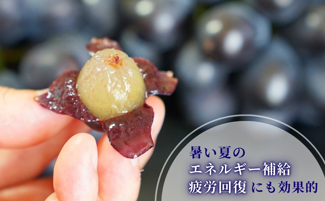 ぶどう 稀少!数量限定「高尾」黒系ぶどう 約2kg 種が無い 皮ごと食べられる 肉厚 新潟県 弥彦村産 贈答用 ギフト 贈り物 プレゼント お取り寄せ 送料無料 新潟県 弥彦村 弥彦アグリセンター