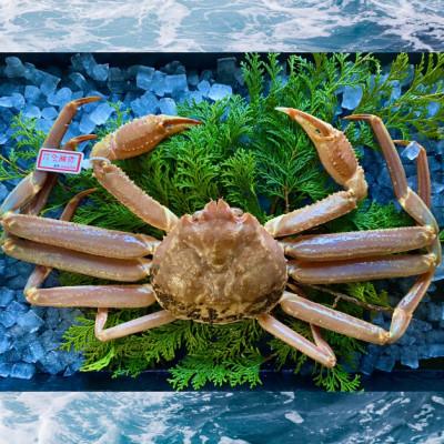 ふるさと納税 若桜町 【活き】タグ付き松葉ガニ　大1枚(800〜940g前後)